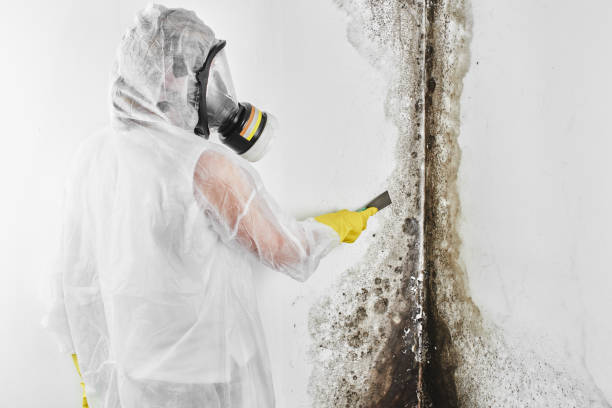 Best Crawl Space Mold Removal  in Navarre, OH