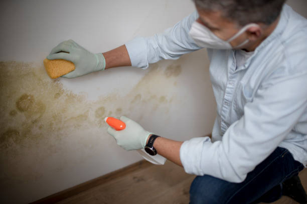 Best Toxic Mold Removal  in Navarre, OH