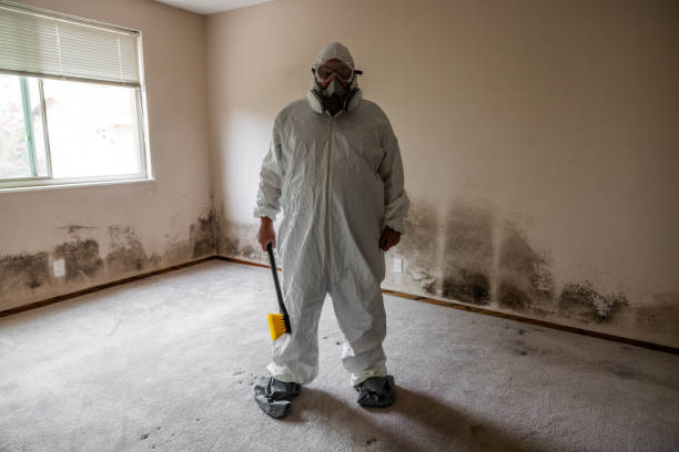 Attic Mold Removal in Navarre, OH