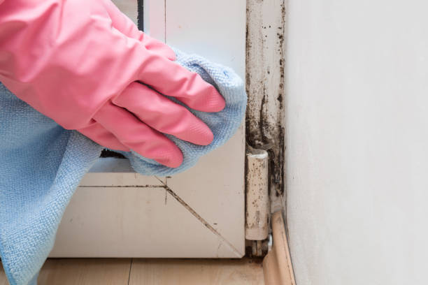 Best Affordable Mold Removal  in Navarre, OH